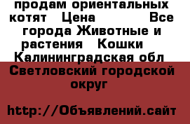 продам ориентальных котят › Цена ­ 5 000 - Все города Животные и растения » Кошки   . Калининградская обл.,Светловский городской округ 